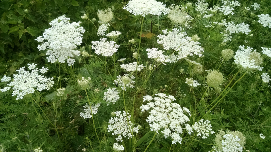 Queen Anne' Lace is a Beautiful Wildflower + Herb (use caution) --  Delicious Jelly! :)